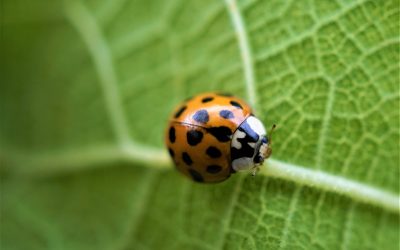 Atlas de la biodiversité