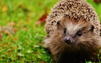 ABC biodiversité – animations 2022