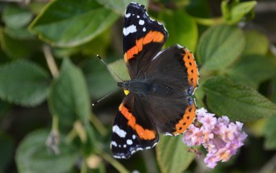 ABC biodiversité – sortie nature le 21 mai
