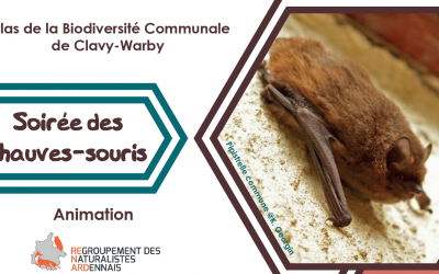 Animation chauves souris